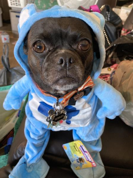 /images/uploads/pug nation rescue of los angeles/pugnation2024/entries/30849thumb.jpg